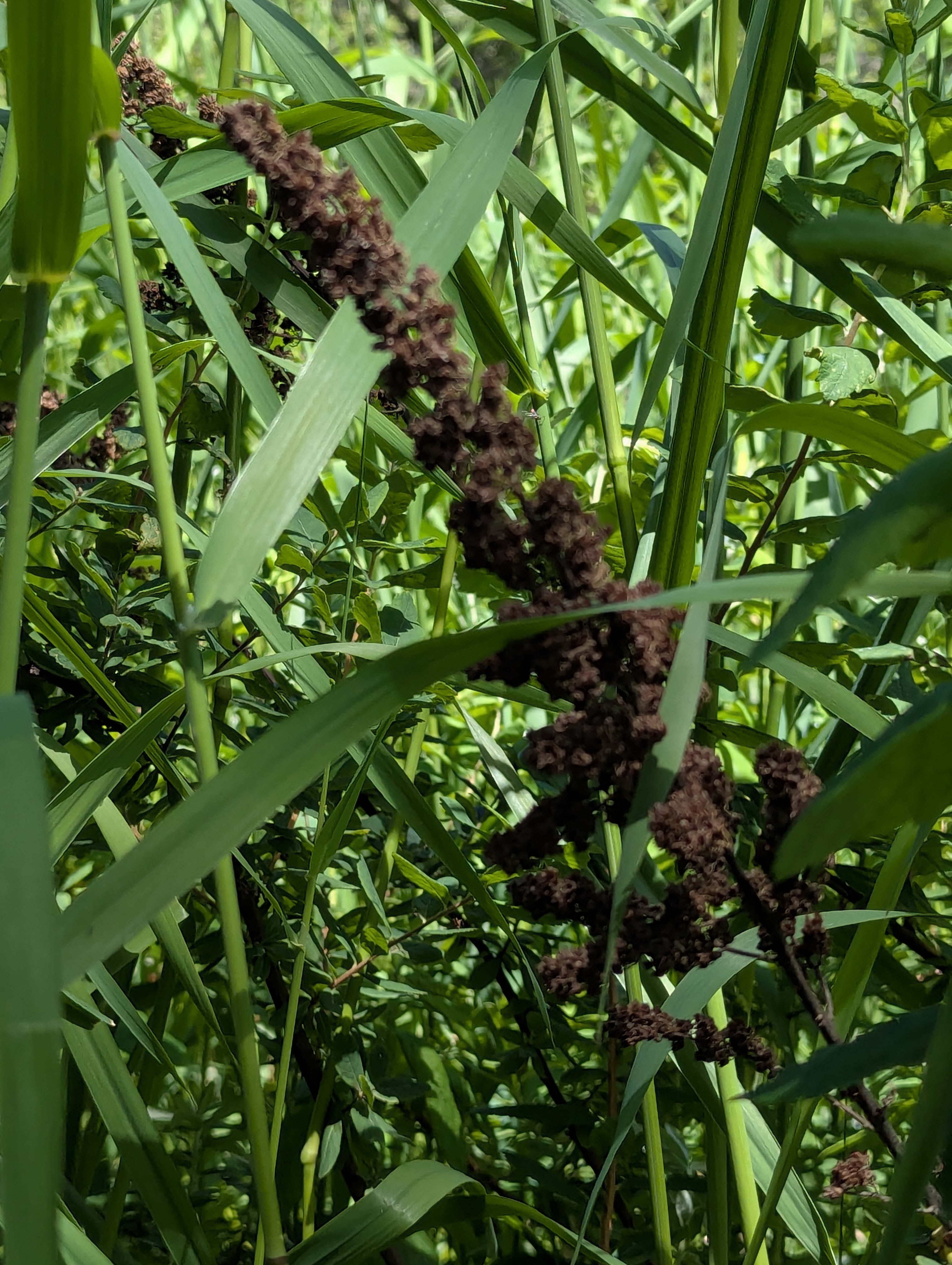Birthday Trip to Canada, Delta, Burns Bog, Vancouver, British Columbia